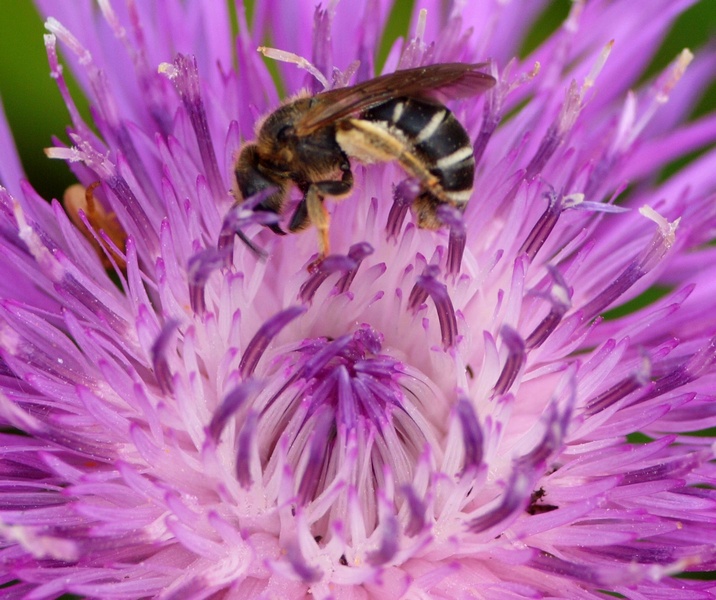 Apidae Halictinae